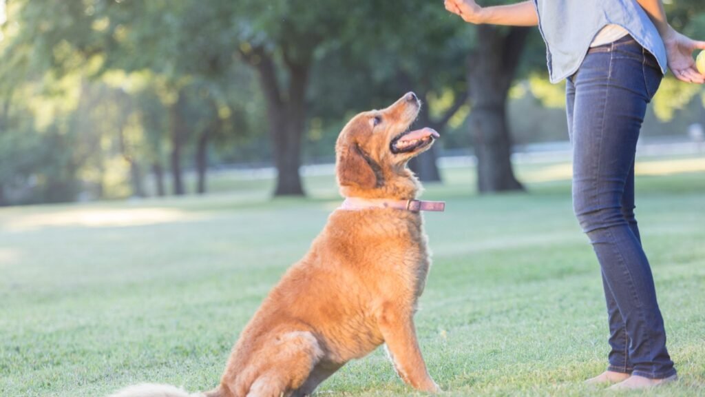 Why Is Early Puppy Training Essential for a Lifetime of Good Behavior? 5 2