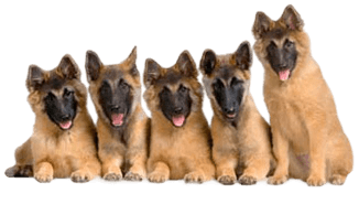 Superior Dog Training-Obedience Dog Trainers in Atlanta Georgia logo